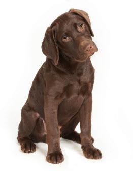 Pet Relocation